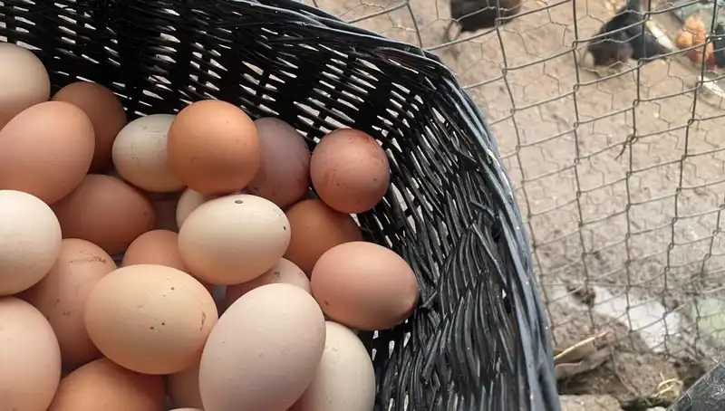 Dünyanın En Ucuz Proteini: Okul Çağındaki Çocukları Mayıs Çukuru'ndan Kurtaracak