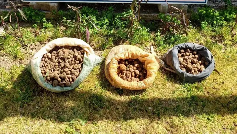 Salep İçin Uğraşırken Yakalanan İki Kişinin Hikayesi