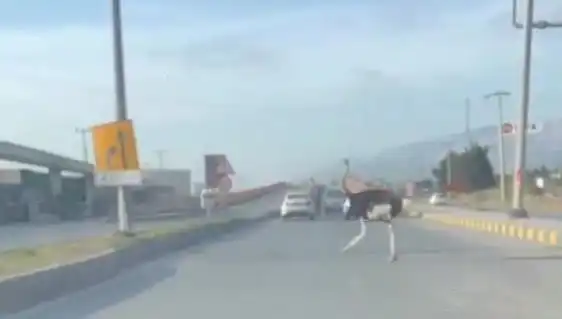 Trafikte Deve Kuşu Görüntüleri Sosyal Medyayı Sarstı: İşte O Anlar!