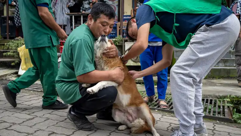 Filipinler’de Kuduz Alarmı: 2024'te 426 Kişinin Ölümü Endişe Yarattı